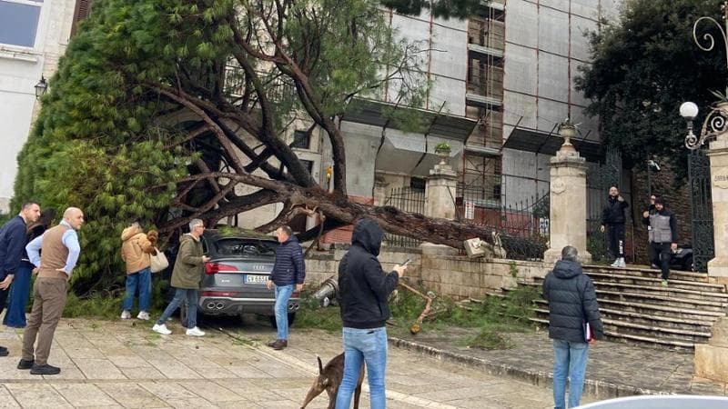 Immagine del post 1350 - Bari Conversano, pino secolare cade su un’auto parcheggiata. I cittadini avevano denunciato pericolosità - Bari