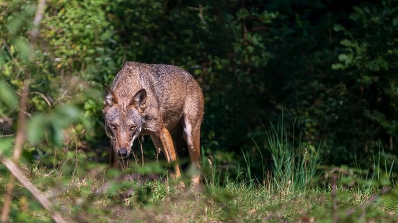 Immagine del post 1352 - Bari Paura a Trani, runner azzannata ai glutei da due lupi: i carabinieri mettono in fuga gli animali - Bari