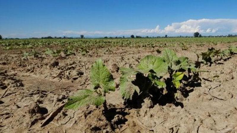 Immagine del post 8032 - Bari Puglia, l’estate della grande siccità è iniziata. Allarme di Coldiretti: “Qui avanza il deserto” - Bari