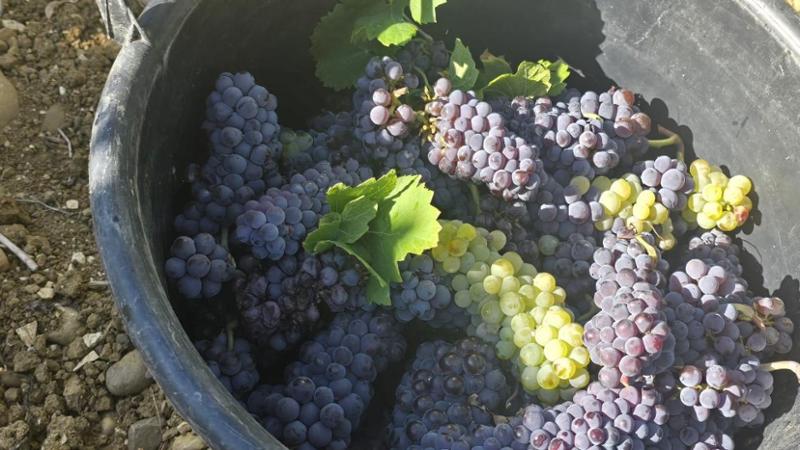 Immagine del post 10385 - Bari "Io, 13 ore in piedi ogni giorno in un magazzino a confezionare uva: ci fanno trottare come bestie” - Bari