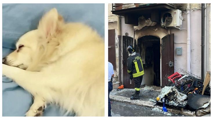 Esplosione bombola a Corato, appelli per la cagnolina scomparsa della donna ferita: “Troviamola” - Bari