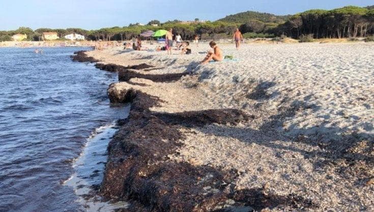 “La posidonia va trattata come un rifiuto”: la serntenza della Cassazione sui depositi in spiaggia - Bari