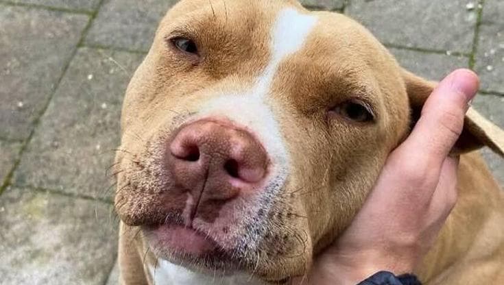 Immagine del post 11281 - Bari La pitbull Tequila smarrita e ritrovata uccisa e seviziata in Puglia: aperta un’inchiesta - Bari