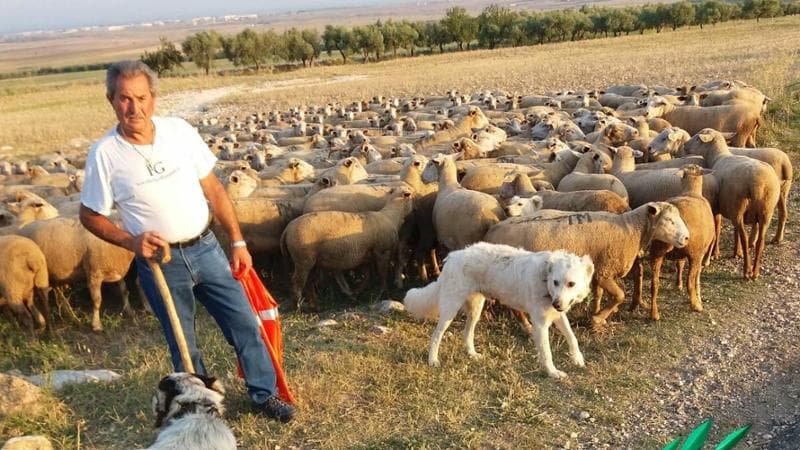 Immagine del post 25645 - Bari Investito con il suo gregge, è morto a 65 anni Michele Turco: era l’ultimo custode della transumanza - Bari
