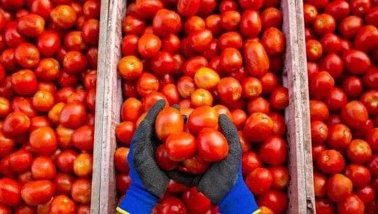 Immagine del post 25638 - Bari Salmonella, più di 50 i contagi finora accertati in Puglia: “Il batterio sui pomodori siciliani” - Bari