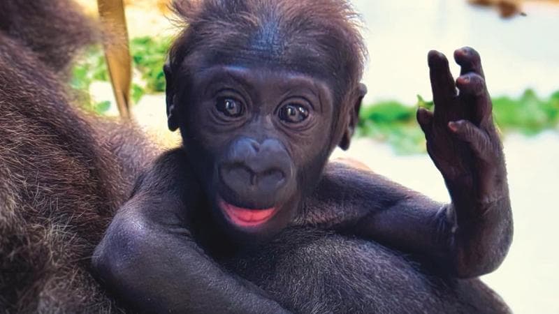 Immagine del post 13455 - Bari Dopo Thara c’è Thor, lo Zoosafari sceglie nome per il secondo cucciolo di gorilla: “Votato online” - Bari