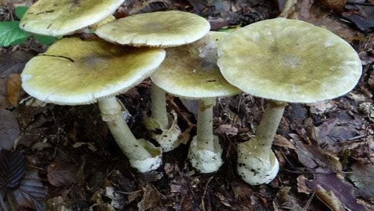 Immagine del post 13441 - Bari “Funghi selvatici, possono essere killer anche quelli ritenuti buoni: fidatevi solo degli esperti” - Bari