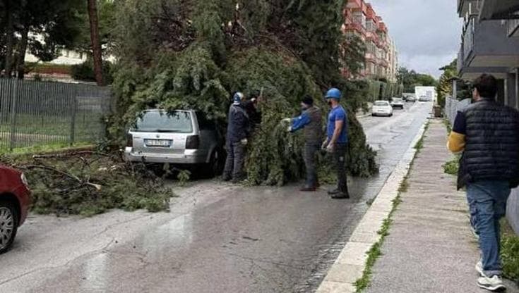 Bari, paura al San Paolo: crolla albero su auto con un uomo dentro. “Mio padre vivo per miracolo” - Bari