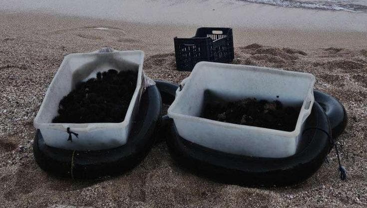Pescano 1.200 ricci di mare illegalmente: multa da 4mila euro per due sub a Mattinata - Bari