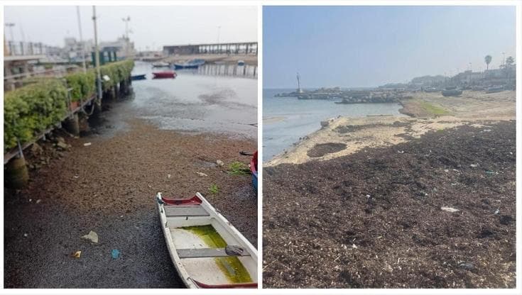Bari, alghe e rifiuti sul lungomare dopo le mareggiate. I volontari: “Puliamo per amore della città” - Bari