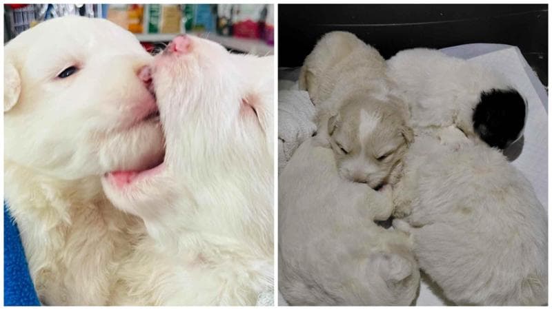 Immagine del post 17923 - Bari Quattro cuccioli di 20 giorni chiusi in un sacchetto e lanciati in un dirupo: l’allarme dei passanti - Bari