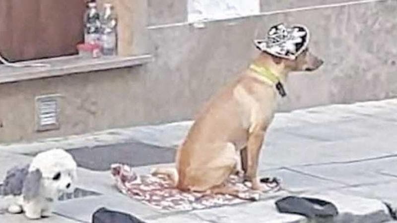 Immagine del post 6789 - Bari Lecce, cuccioli usati per chiedere l’elemosina. Mobilatazione degli animalisti: “E’ maltrattamento” - Bari