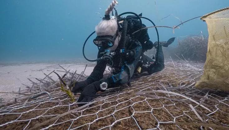 Immagine del post 8075 - Bari Un anno di Foresta Blu, la campagna di Coop per la Posidonia oceanica: “Così si protegge il mare” - Bari
