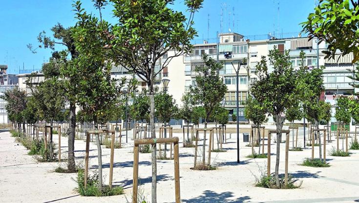 Immagine del post 9269 - Bari A Bari esplode l’emergenza lecci: in 3mila rischiano di morire per la cocciniglia e il forte caldo - Bari