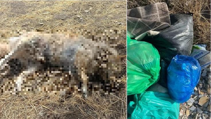 Immagine del post 10433 - Bari Orrore a Lucera, cani avvelenati e abbandonati in campagna. Il sindaco: “Scopriremo chi è stato” - Bari