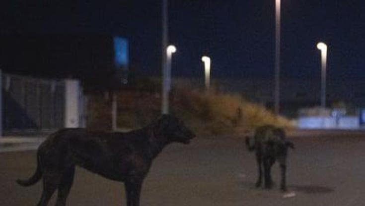Immagine del post 23597 - Bari Bari, bimba di 6 anni azzannata da un cane randagio: è in Rianimazione al Policlinico - Bari