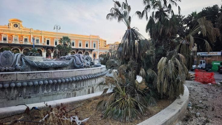 Immagine del post 23611 - Bari “Impianto di irrigazione manomesso”. Le palme di piazza Moro stanno morendo a causa dei vandali - Bari