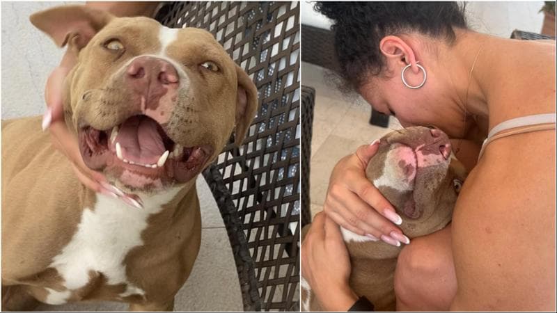 Pittbull seviziata e uccisa, i proprietari di Tequila: “Aiutateci a trovare chi l’ha ridotta così” - Bari
