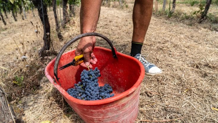 Bari, pazienti psichiatrici assunti in agricoltura e nelle rsa - Bari