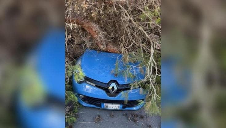 Salento, albero cade su un’auto in corsa: la conducente si salva scendendo prima dell’impatto - Bari
