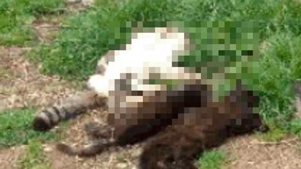 Immagine del post 1468 - Bari Salento, un’altra strage di gatti: 13 uccisi avvelenati, altri 7 in fin di vita. “C’è un mostro” - Bari