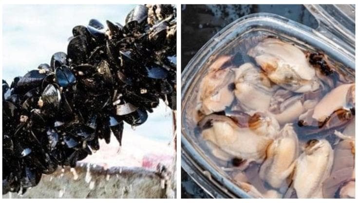 Immagine del post 5278 - Bari Taranto, la strage delle cozze riconosciuta calamità naturale: mare oltre 30 gradi per troppo tempo - Bari