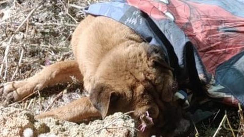 Orrore in Salento, un cane lanciato in una cisterna di sei metri: salvato da vigili del fuoco - Bari