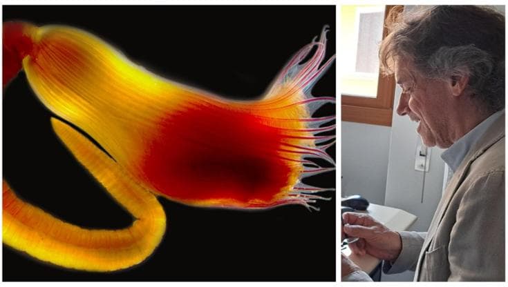 Immagine del post 21381 - Bari Chiamata “Alberto Angela” una nuova specie marina scoperta in Salento: “Un omaggio, ci ha ispirato” - Bari