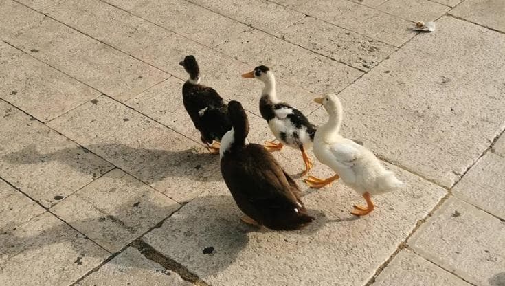 La passeggiata delle anatre sul lungomare di Bari, don Angelo Cassano: “La mia corsa in compagnia” - Bari