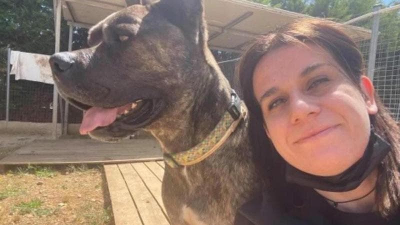 Bimbe azzannate a Noicattaro: “I randagi bisogna sterilizzarli. I pitbull? Troppi abbandoni” - Bari