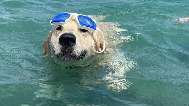 “Con il mio Floyd a mare, il bagnino voleva mandarci via ma ho chiamato i vigili e ho avuto ragione” - Bari