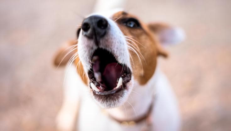 Immagine del post 23652 - Bari Taranto, cane abbaia per ore e fa ritrovare in casa il corpo senza vita del padrone. Aveva 57 anni - Bari