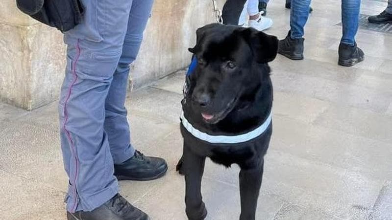 Immagine del post 25716 - Bari Sally, la cagnolina anti-esplosivi, va in pensione: ora cerca una famiglia. “Per lei una nuova vita” - Bari