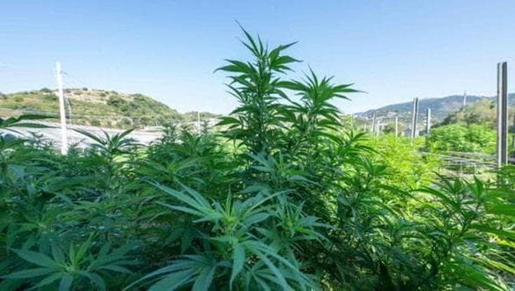 Cannabis light, dissequestrate 800 piante a Brindisi. “La giustizia sconfessa il decreto sicurezza” - Bari
