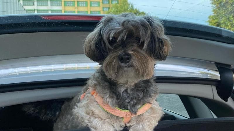 Immagine del post 3398 - Bari Samira, la cagnolina rimasta accanto alla proprietaria sotto le macerie a Bari. “Salvate anche lei” - Bari