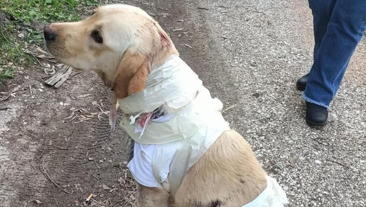 Immagine del post 19085 - Bari Foggia, labrador ricoperto di bende e ferite salvato da un gruppo di escursionisti - Bari