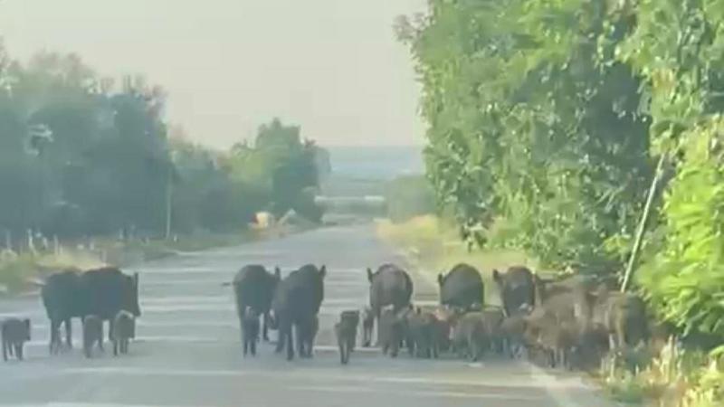 Immagine del post 9346 - Bari Cannoni a gas contro i cinghiali a Monopoli, agricoltori in allarme: “Proliferano e devastano tutto” - Bari