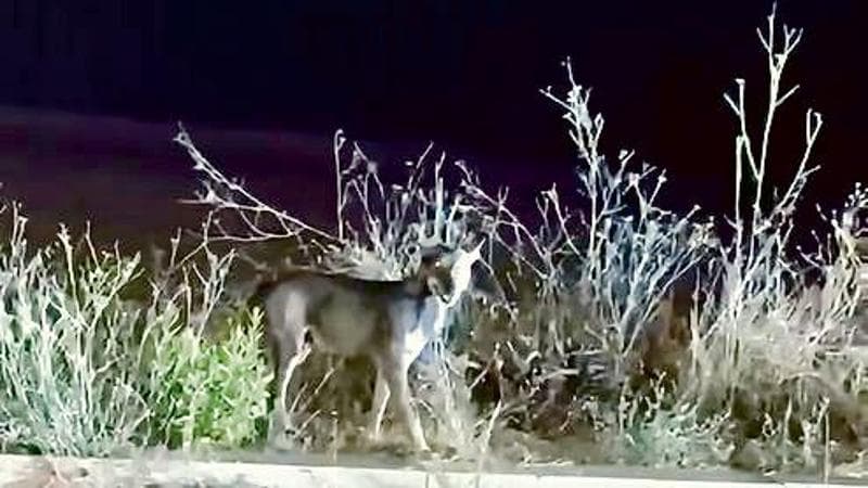 La mamma della bimba azzannata da un lupo: “Bastava un millimetro in più e sarebbe stata la fine” - Bari