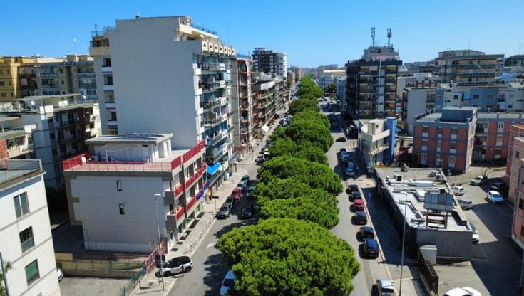 Immagine del post 11351 - Bari Bari, 700 alberi sul tracciato della nuova metro dei quartieri: “Proveremo a salvarli” - Bari
