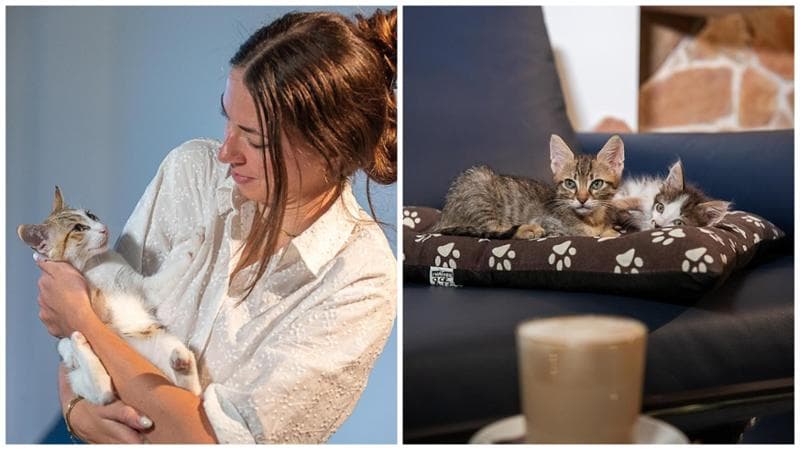 Immagine del post 12431 - Bari A Trani apre il cat cafè, è il primo in Puglia. “Sarà la casa dei nostri gatti, qui saranno liberi” - Bari