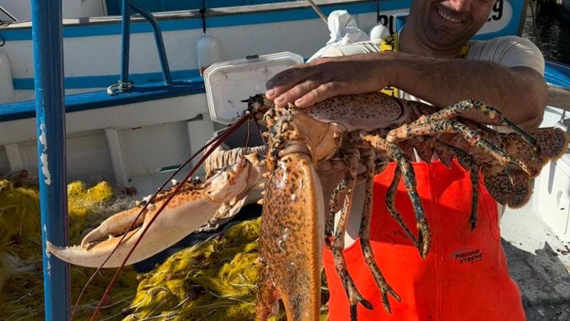 Immagine del post 19151 - Bari Salento, pesca da record: un astice da 6 chili catturato a Tricase Porto - Bari