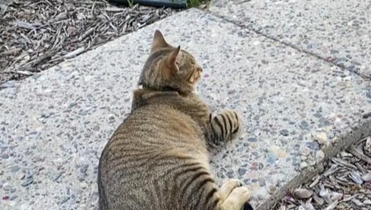 Salento, un gatto ucciso e appeso ad un’auto: caccia al responsabile. “Chi sa parli” - Bari