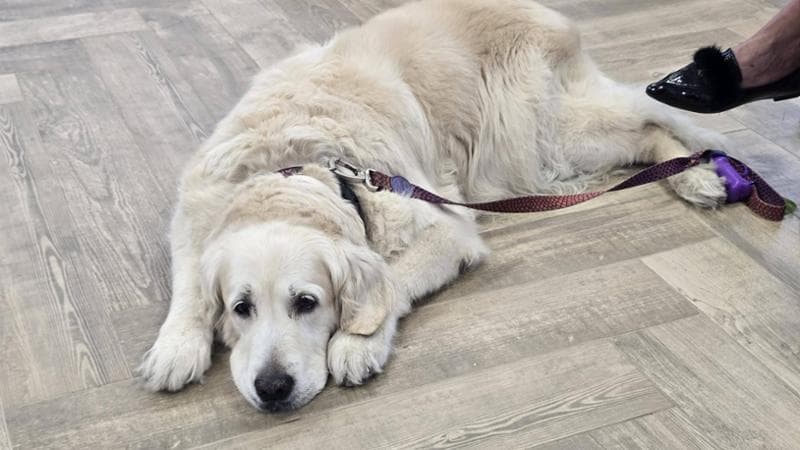 Immagine del post 20241 - Bari Pet therapy in carcere, a Taranto i detenuti incontrano i cani: “Loro non giudicano” - Bari