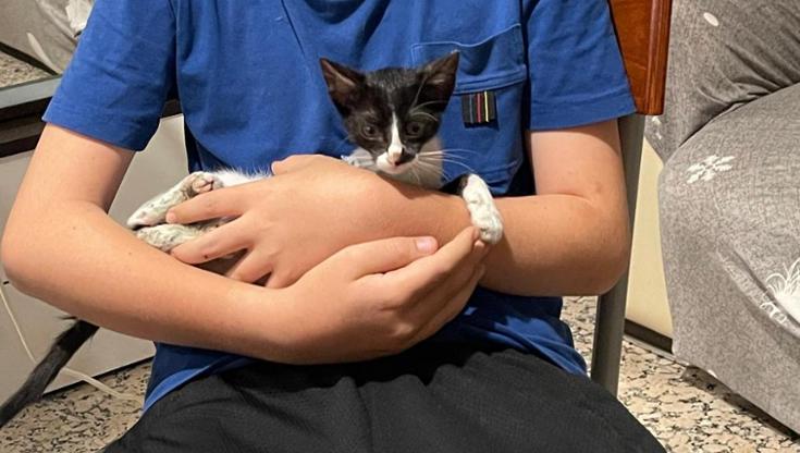Immagine del post 9379 - Bari Ragazzino salva gatto con tre zampe e lo adotta. I volontari: “Il suo cuore va oltre la sofferenza” - Bari