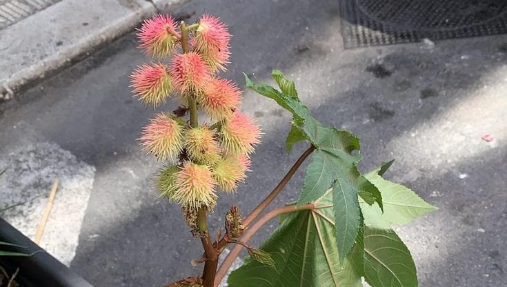 Immagine del post 22562 - Bari Bari, nelle fioriere del centro spuntano piante di ricino: dai suoi semi il veleno letale - Bari