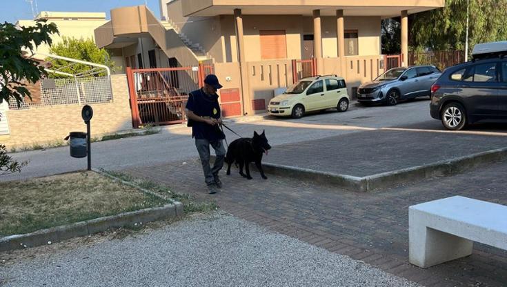 Pastori belgi sulle tracce del lupo che ha azzannato la bimba di 6 anni a Noicattaro. “Lo troveremo” - Bari