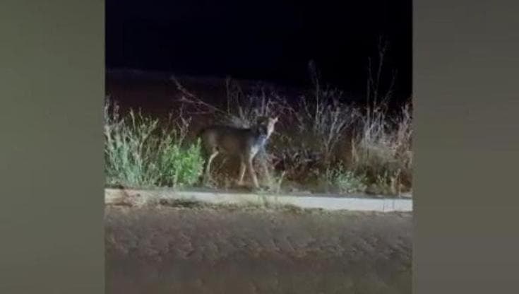 Immagine del post 23722 - Bari Bimba azzannata dal lupo, lascia la Rianimazione: “Tornerà a casa la prossima settimana” - Bari