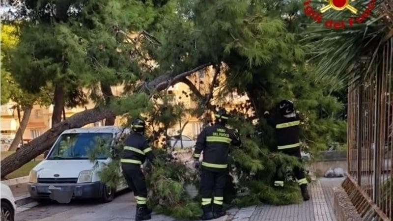 Un grosso albero si schianta al suolo e travolge un furgone, paura a Mesagne per il forte vento - Bari