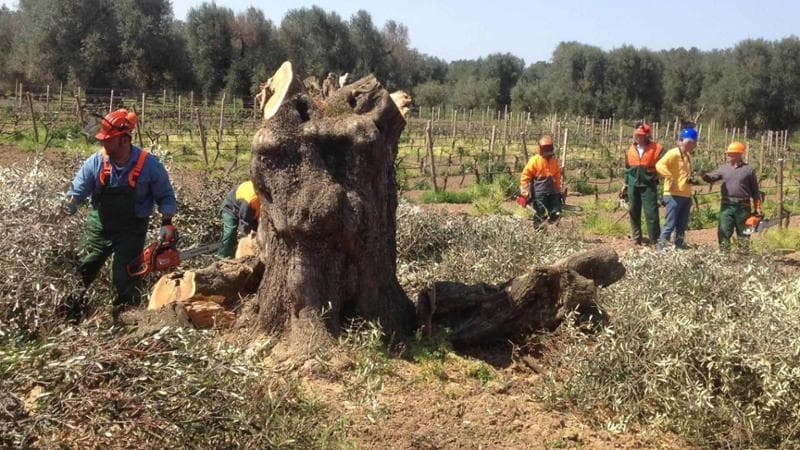 Allarme Xylella in Puglia, dopo gli ulivi ora attacca anche mandorli e vigne - Bari