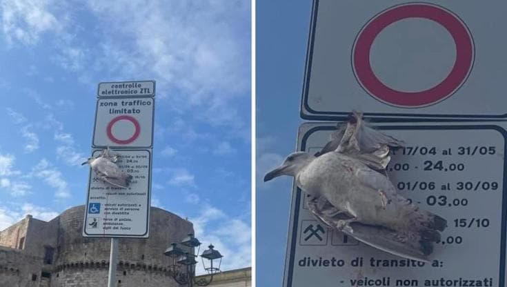 Immagine del post 18063 - Bari A Gallipoli un gabbiano con l’ala incastrata tra due segnali stradali: corsa per metterlo in salvo - Bari